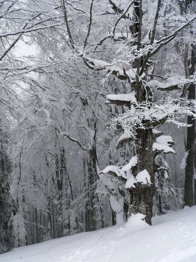 Winter landscape