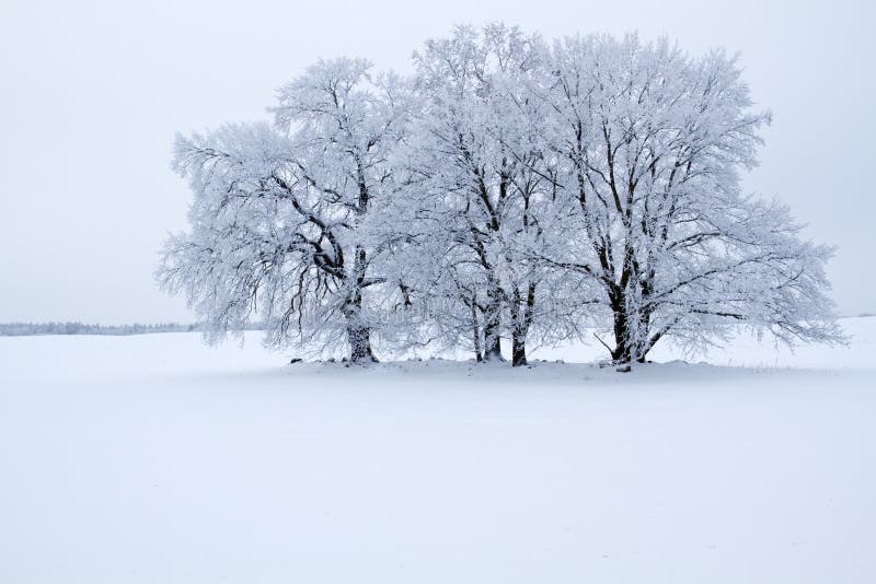 Winter landscape