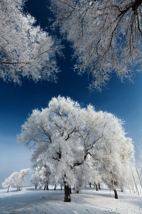 Winter landscape