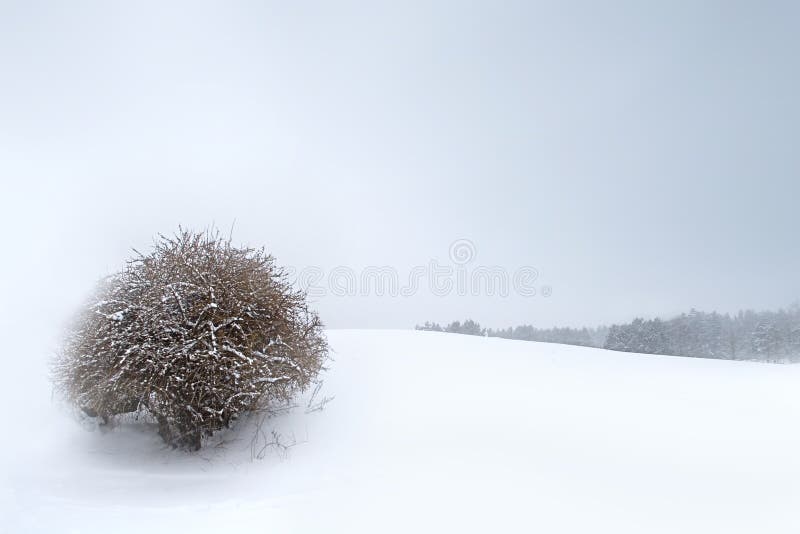 Winter landscape