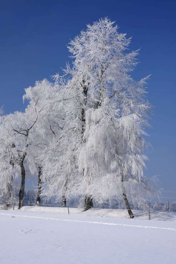 Winter landscape