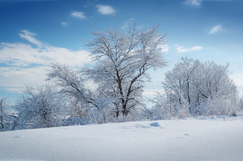 Winter landscape