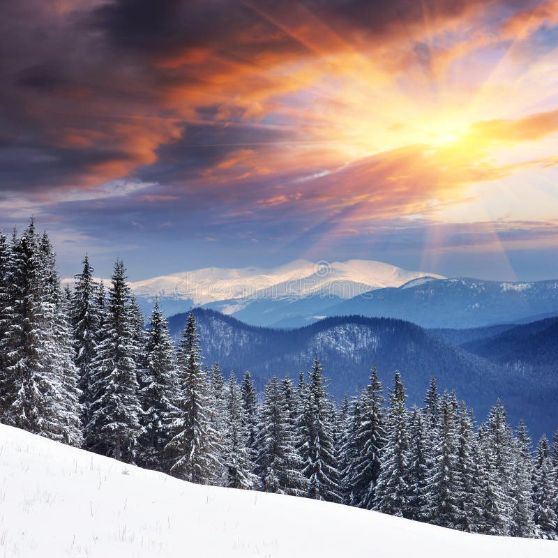 Paesaggio invernale con pelliccia-gli alberi e la neve fresca.