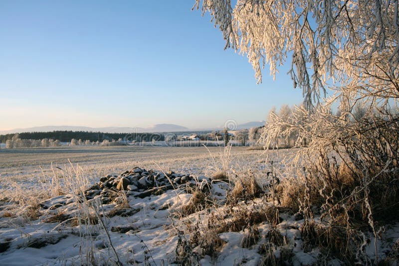 Winter landscape