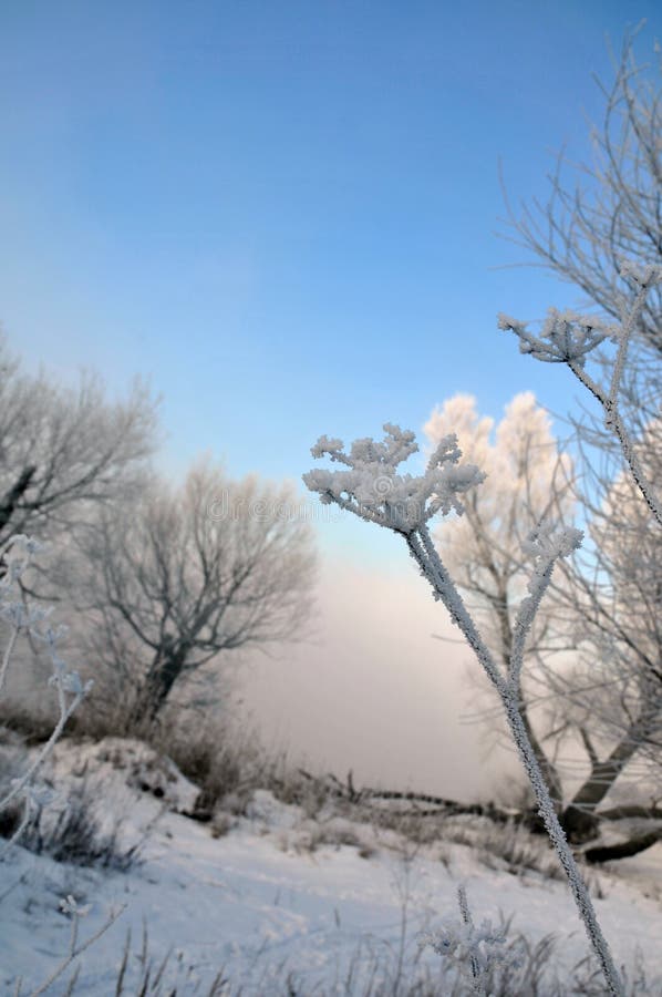 Winter landscape