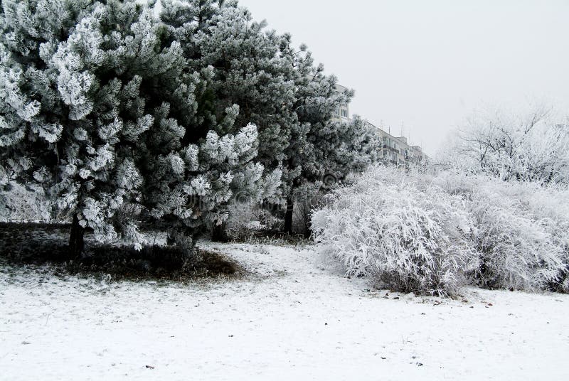 Winter landscape