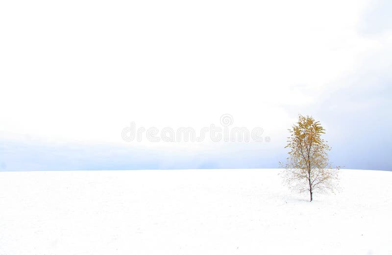 Winter Landscape