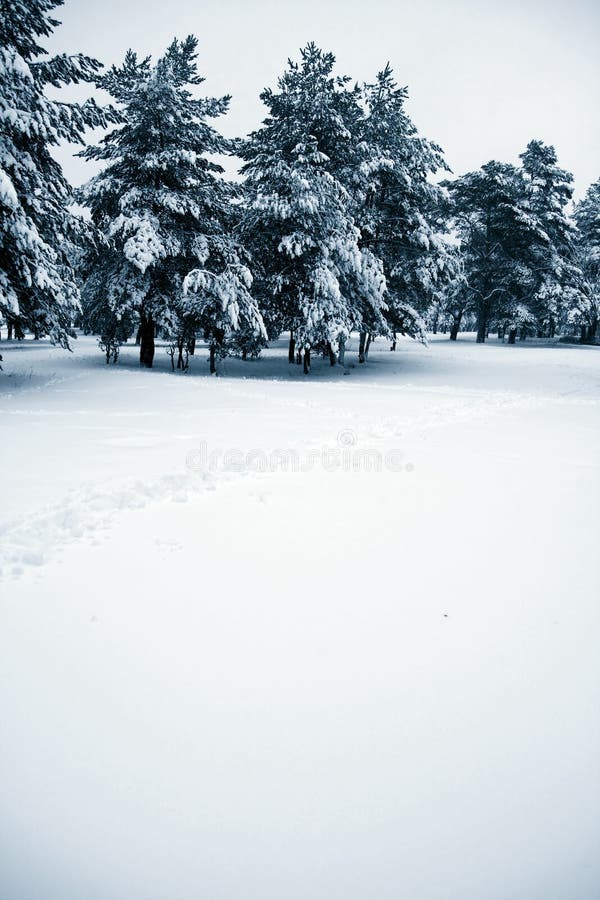 Winter landscape