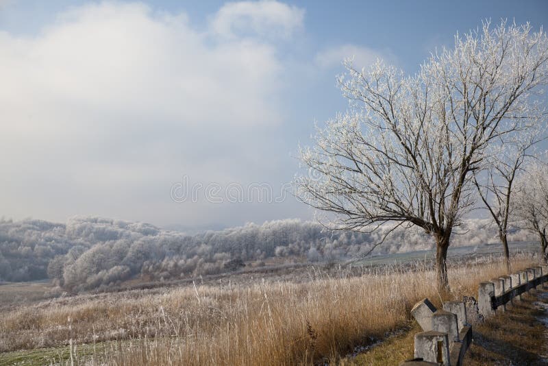 Winter landscape