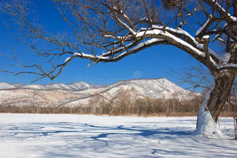 Winter landscape