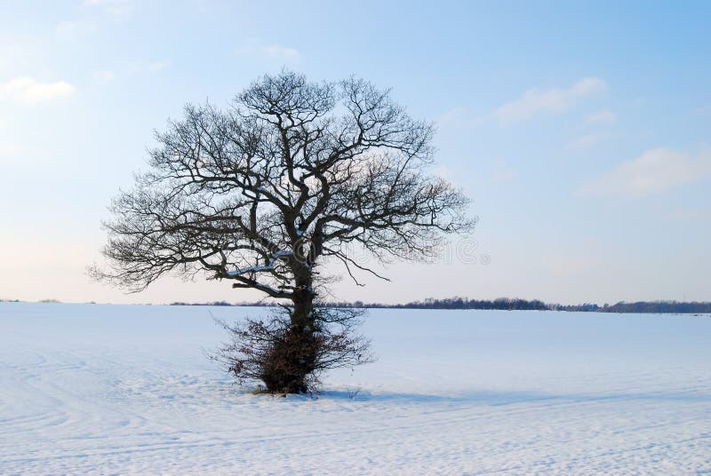 Winter landscape