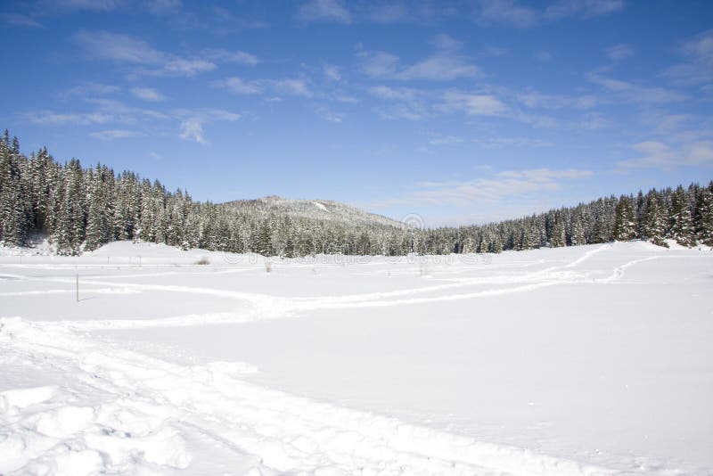 Winter landscape