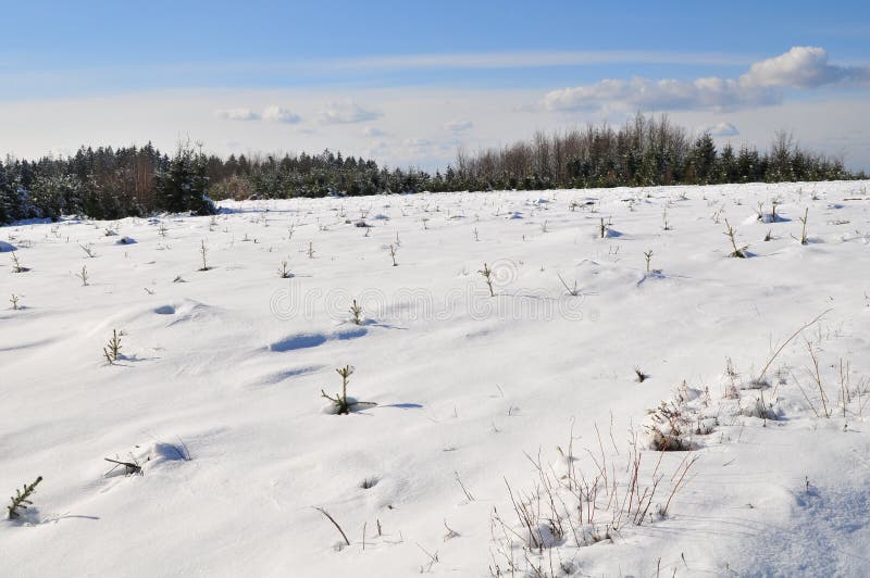 Winter landscape in Ardennes