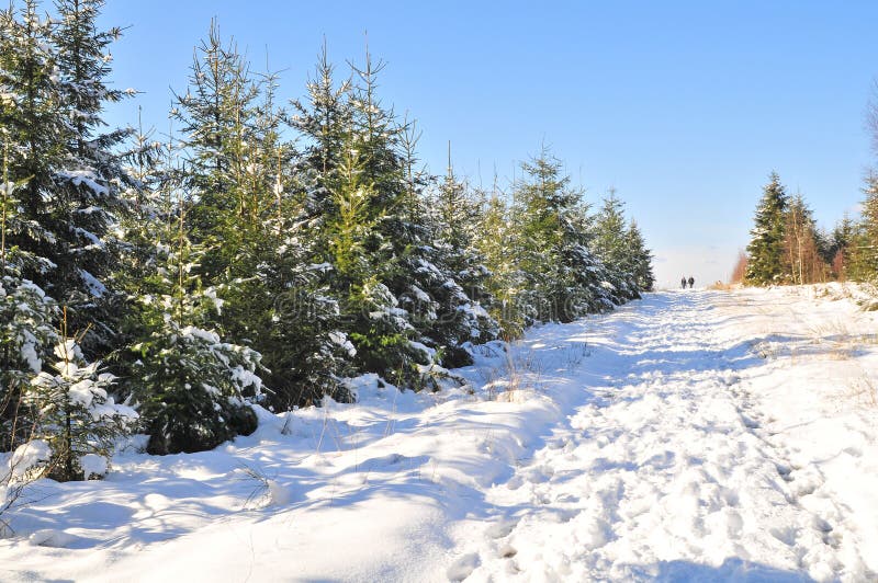 Winter landscape in Ardennes