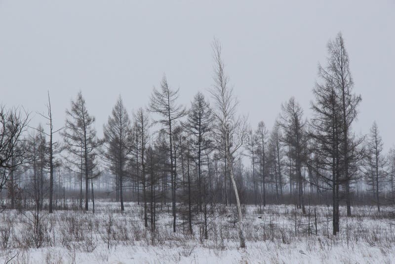 Winter Landscape with Bare Trees and a Road / Gloomy Winter Day / Stock