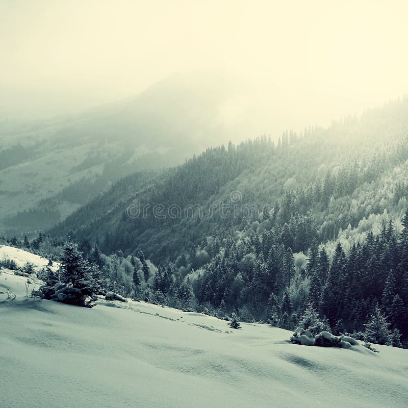 vertical stunning winter landscape, picturesque morning dawn view, beautiful sunrise in mountains, Carpathians, Ukraine, Europe