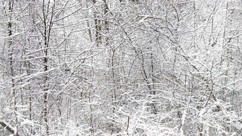 Winter Landscape, Branches with Sbow, Horizontal Seamless Texture Stock ...