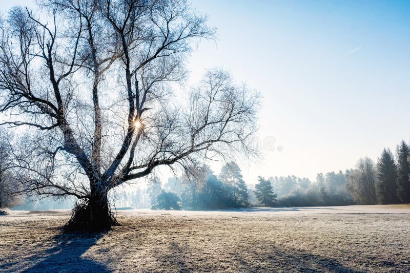 Winter Landscape on a Cold Sunny Day Stock Image Image of forest