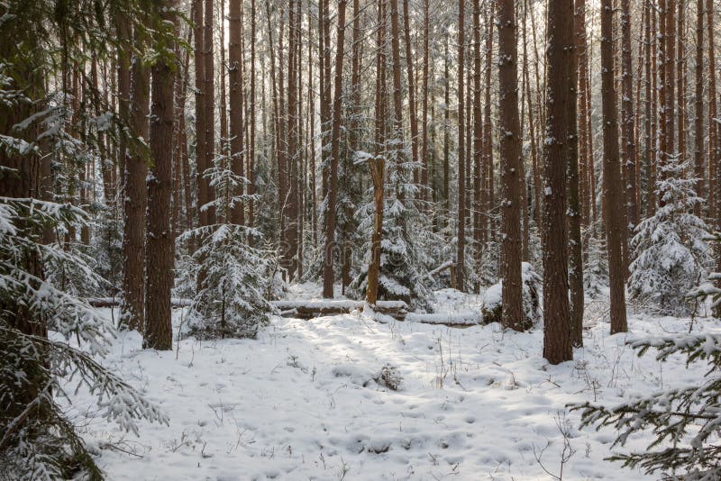 Winter landscape of coniferous forest in sunset light