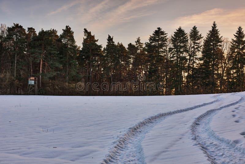 Winter landscape with coniferous trees and hunting hide at sunset.