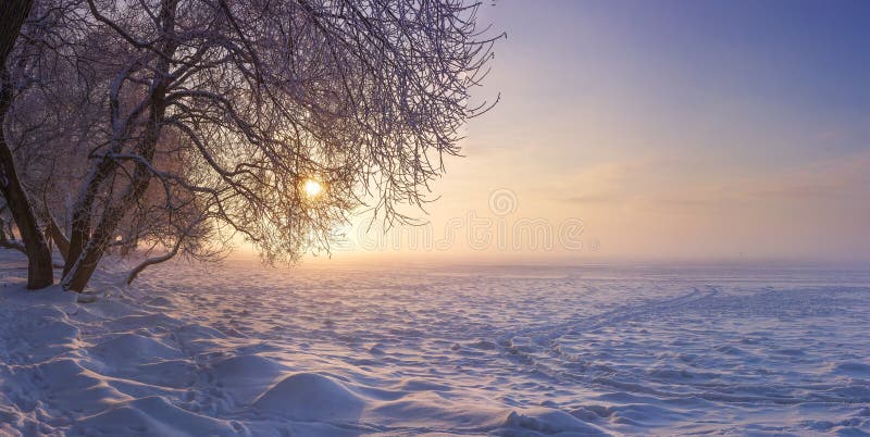 Winter landscape in the evening at sunset. Snow, frost in january. Winter nature background. Trees in sunlight