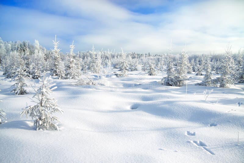 Winter landscape with the forest and traces of a hare on snow