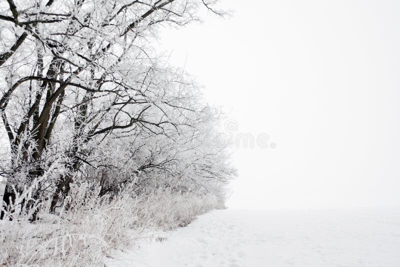 Winter landscape of frosted tree