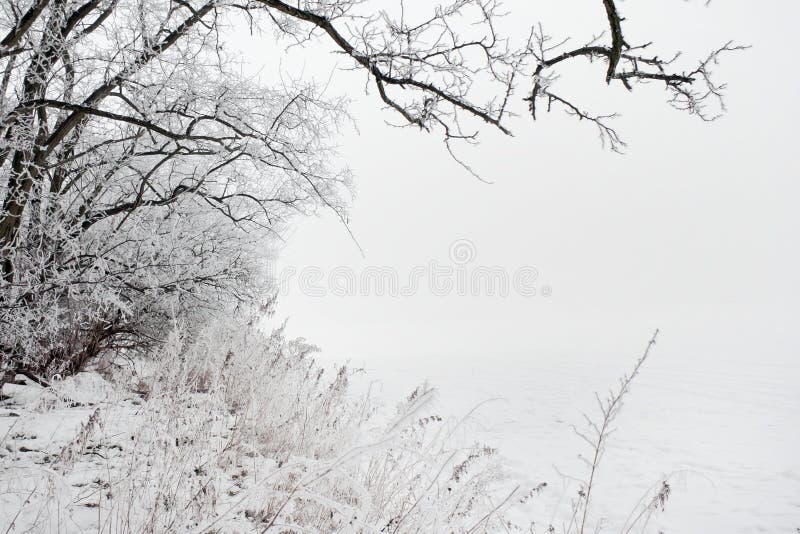 Winter landscape of frosted tree