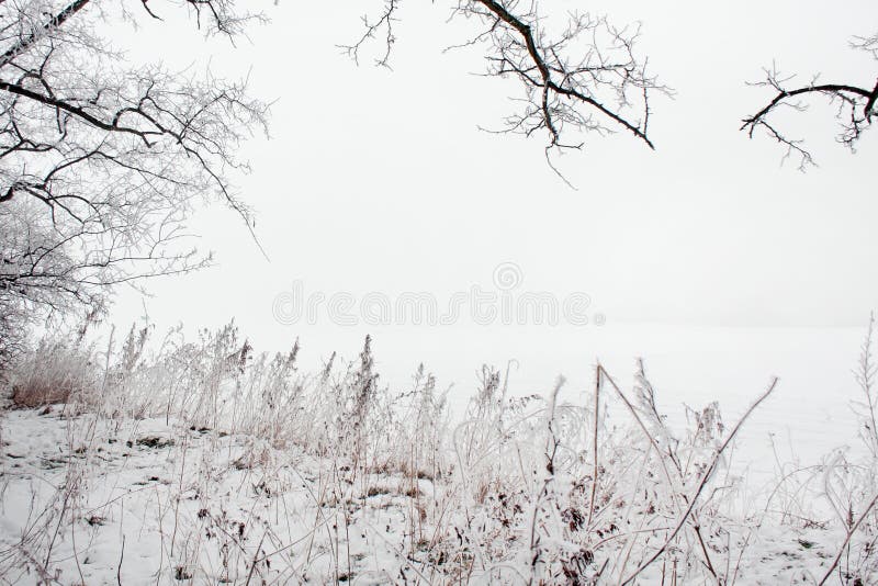 Winter landscape of frosted tree