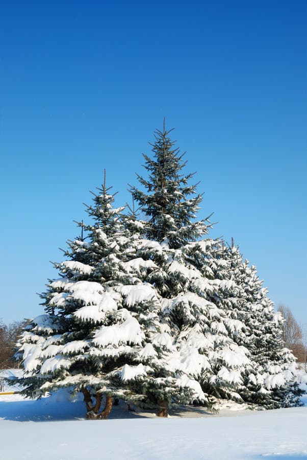 Winter landscape with fur-trees stock photo