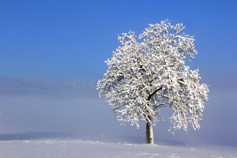 Winter landscape with lonely tree