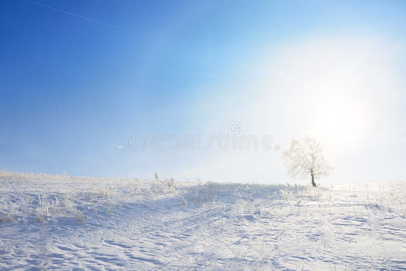 Winter landscape with lonely tree and snow field