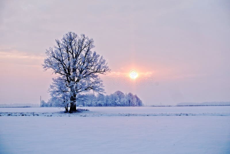 Winter Landscape Lonely Tree In A Snowy Field At Sunrise Image Stock