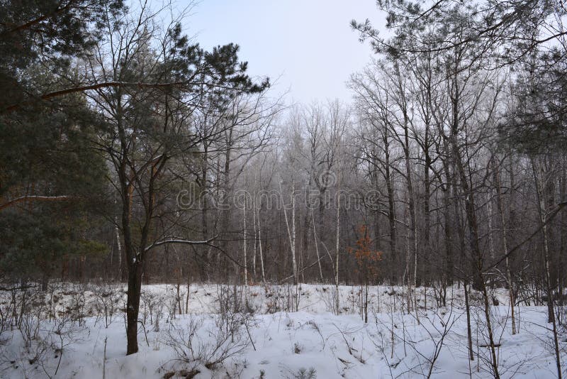 Winter landscape of mixed forest in overcast day royalty free stock image