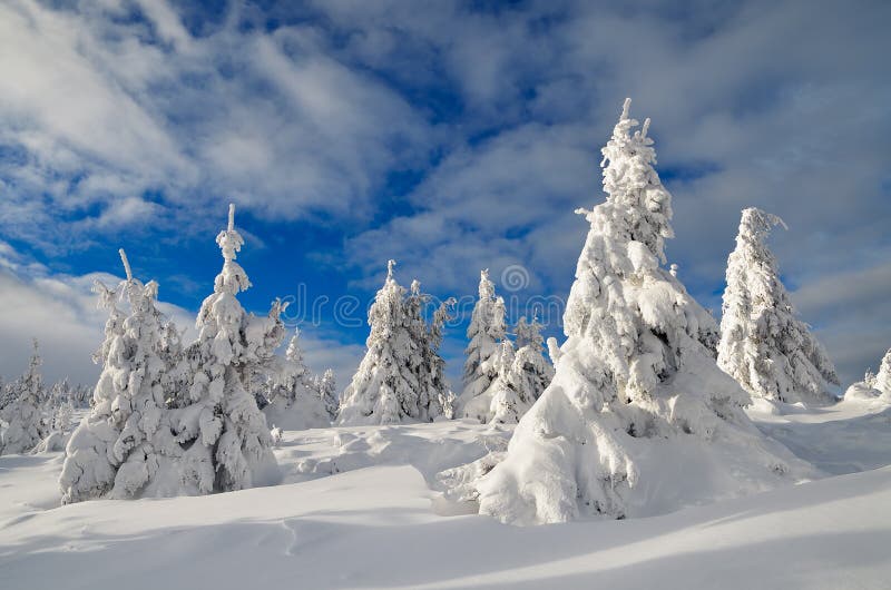 Winter landscape with mountain forest