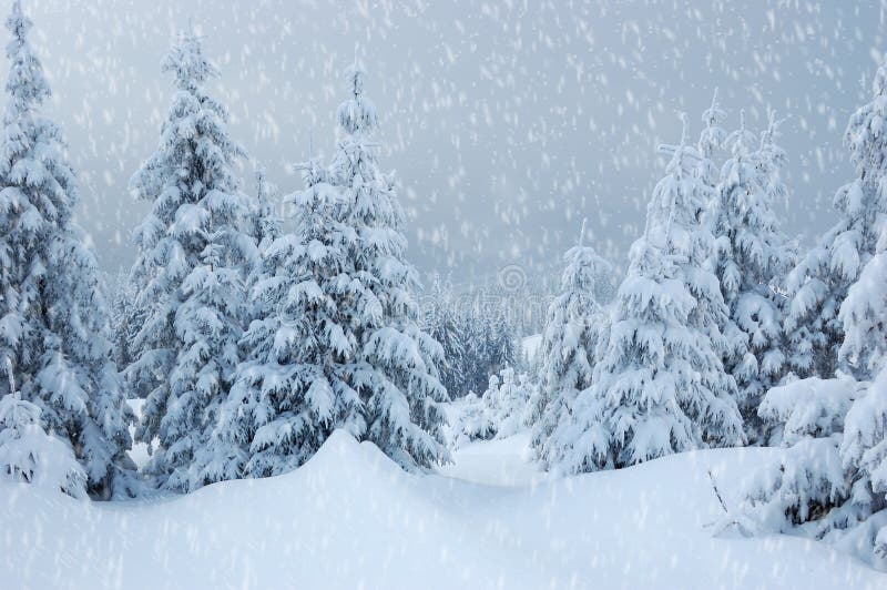 Winter landscape with snow in mountains Carpathians, Ukraine. Winter landscape with snow in mountains Carpathians, Ukraine