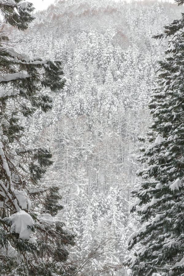 Winter Landscape of Pine Forest.
