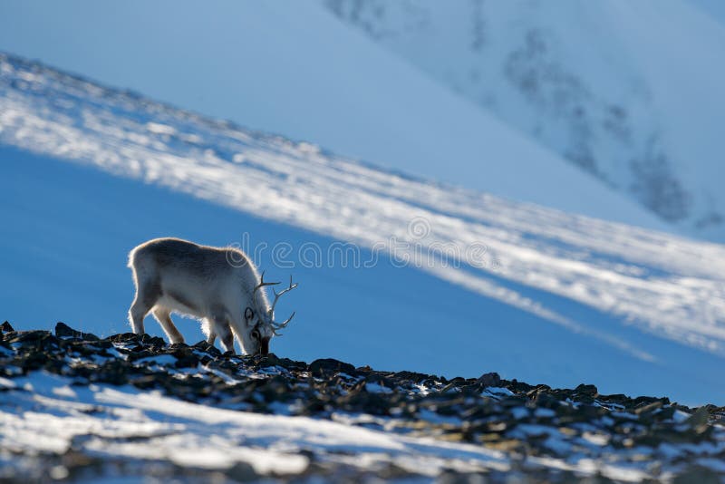 Winter landscape with reindeer. Wild Reindeer, Rangifer tarandus, with massive antlers in snow, Svalbard, Norway. Svalbard deer on stock image Winter landscape with reindeer. Wild Reindeer, Rangifer tarandus, with massive antlers in snow, Svalbard, Norway. Svalbard deer on stock image