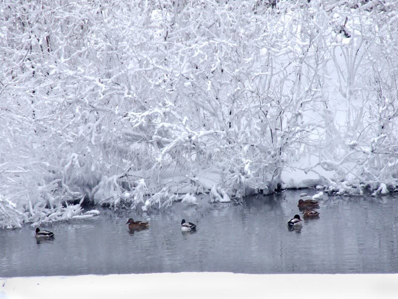 Winter landscape with the river and floating ducks-2