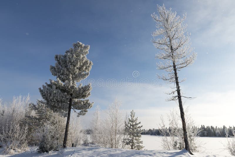 Winter landscape Siberian pine in hoarfrost