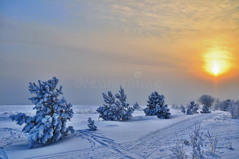 Winter landscape with small pines.