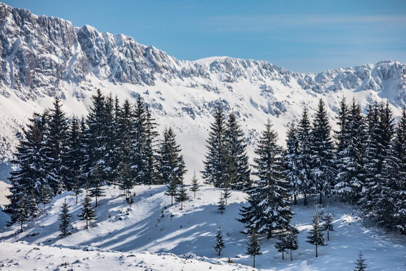 Winter Landscape with Snow-covered Fir Trees in the Village Stock Image ...