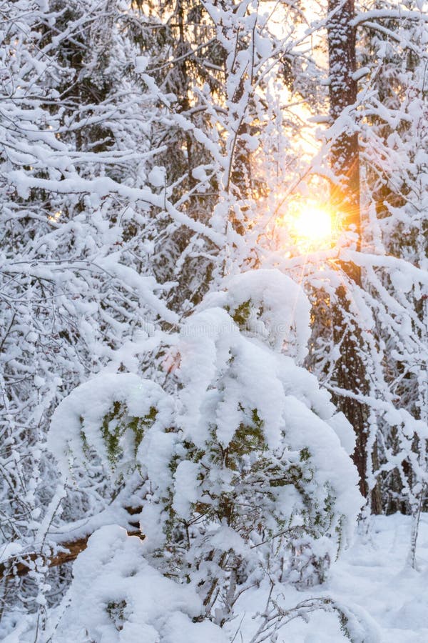 Winter landscape with snow covered trees in forest. Nature, frozen.