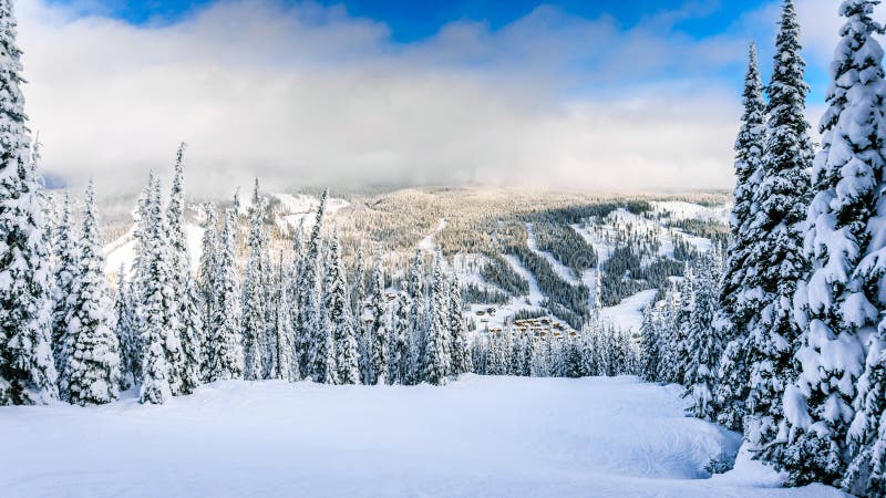 Winter Landscape with Snow Covered Trees on the Ski Hills near the village of Sun Peaks