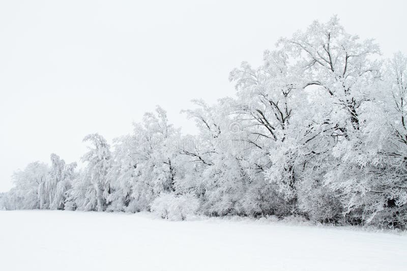 Winter landscape.