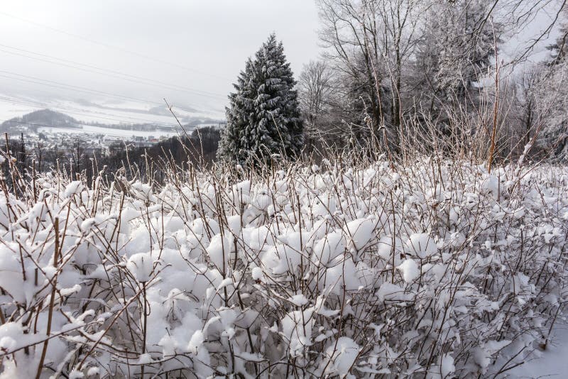 Winter landscape. Snowy winter field and frozen winter plants at the sunset, natural sunset winter scene. Rural winter landscape