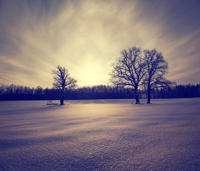 Winter Landscape with Snowy Field and Trees