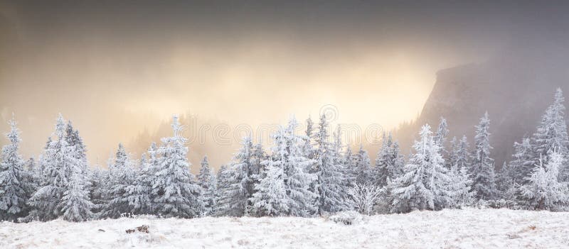 winter landscape with snowy fir trees in the mountains