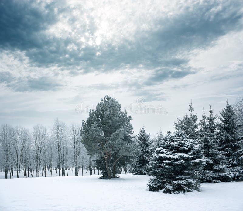 Winter Landscape with Snowy Park
