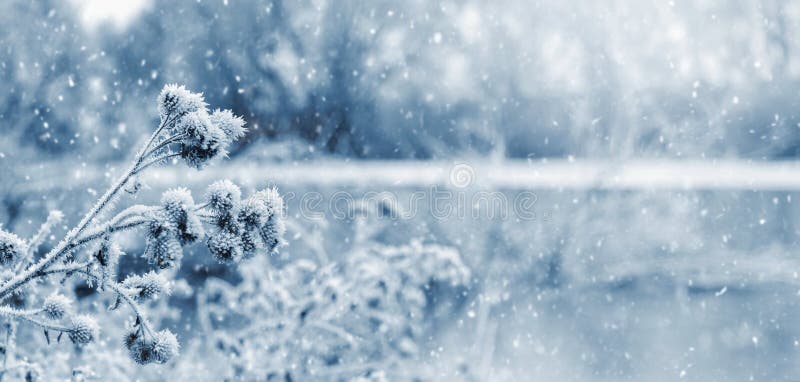 Winter Landscape With Snowy Plants Near The River During Snowfall Stock